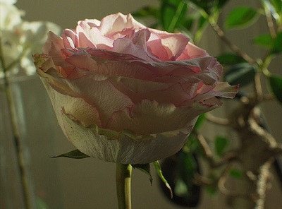 Flower getting pale