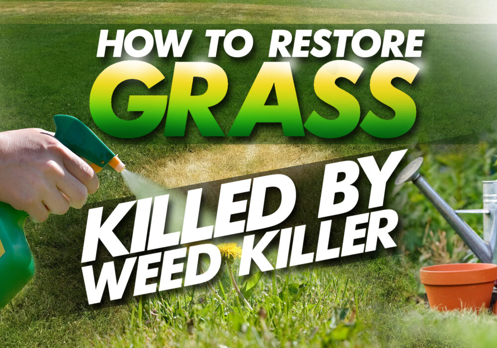 how to restore grass killed by weed killer