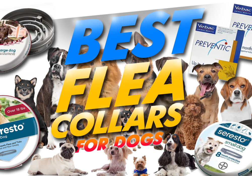 Best Flea Collars For Dogs
